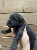 Koko , a female Miniature Schnauzer for sale in Newellton, LA – 3 of 3