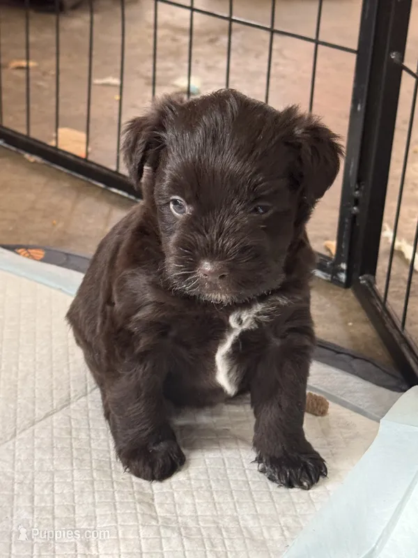 Koko  – Miniature Schnauzer puppy for sale in Newellton, LA