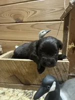 Koko , a female Miniature Schnauzer for sale in Newellton, LA – 2 of 3