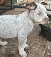 Nicky , a female Australian Cattle Dog for sale in Newellton, LA – 2 of 2