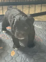 Arthur, a male Miniature Schnauzer for sale in Newellton, LA – 1 of 7