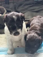 Cory, a female Miniature Schnauzer for sale in Newellton, LA – 5 of 5