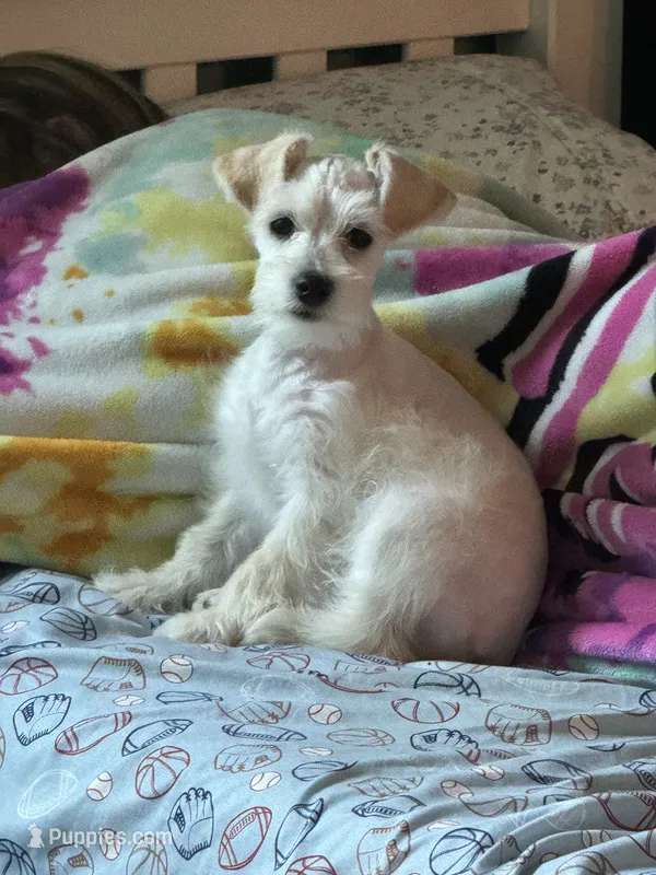 Willow – Miniature Schnauzer puppy for sale in Newellton, LA
