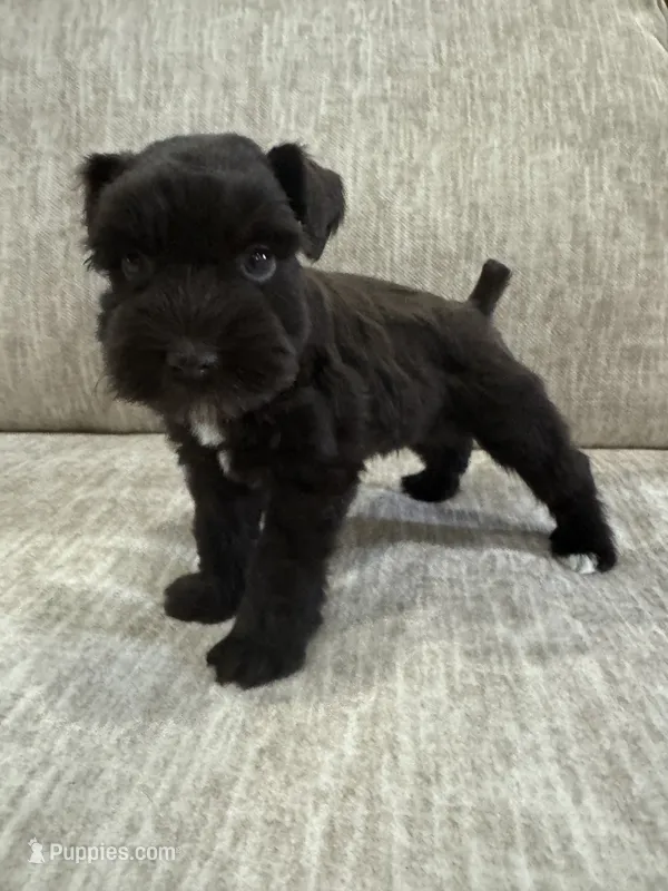 Arthur – Miniature Schnauzer puppy for sale in Newellton, LA