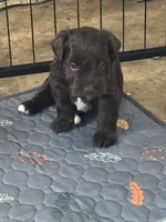 Arthur, a male Miniature Schnauzer for sale in Newellton, LA – 2 of 7