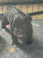 Arthur, a male Miniature Schnauzer for sale in Newellton, LA – 7 of 7