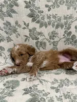 Marnie, a female Goldendoodle for sale in Gilbert, AZ – 5 of 10