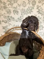 Bear, a male Goldendoodle for sale in Gilbert, AZ – 2 of 10