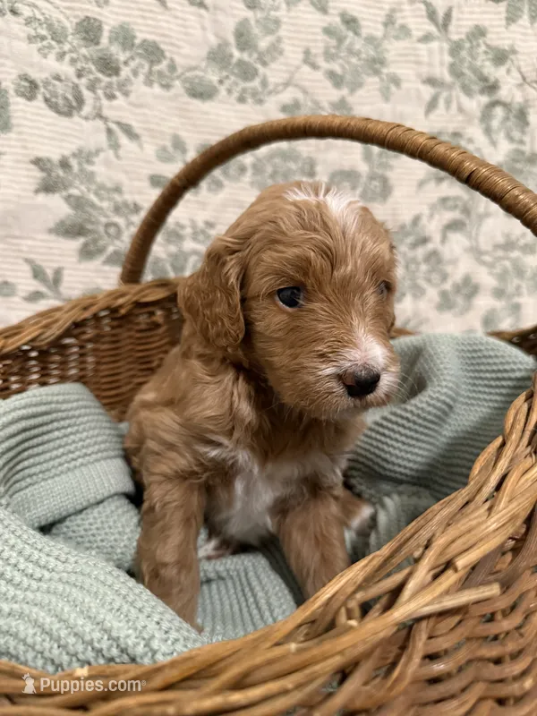 Max – Goldendoodle puppy for sale in Gilbert, AZ