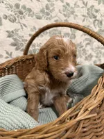 Max, a male Goldendoodle for sale in Gilbert, AZ – 1 of 10