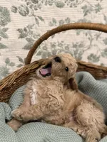 Milo, a male Goldendoodle for sale in Gilbert, AZ – 5 of 8