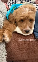 Max, a male Goldendoodle for sale in Gilbert, AZ – 3 of 6