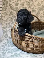 Cade, a male Goldendoodle for sale in Gilbert, AZ – 1 of 10