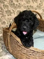 Cade, a male Goldendoodle for sale in Gilbert, AZ – 7 of 10