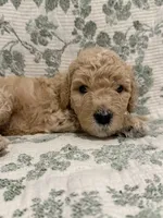 Milo, a male Goldendoodle for sale in Gilbert, AZ – 7 of 8