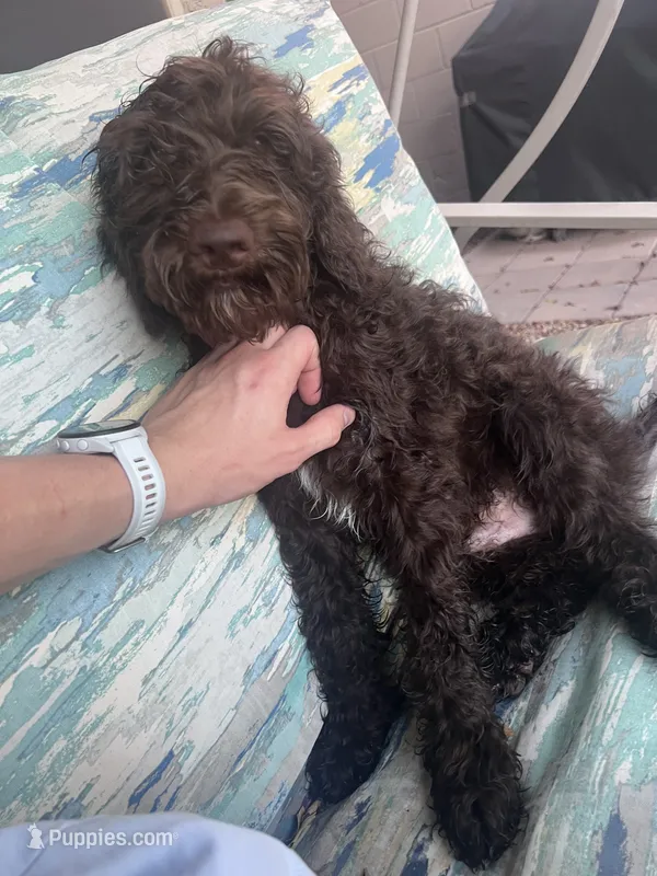 Bear – Goldendoodle puppy for sale in Gilbert, AZ