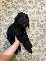Kalabar , a male Goldendoodle for sale in Gilbert, AZ – 9 of 9