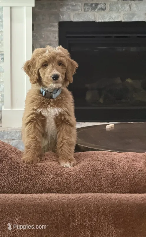 Max – Goldendoodle puppy for sale in Gilbert, AZ