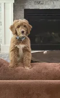 Max, a male Goldendoodle for sale in Gilbert, AZ – 1 of 6