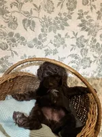 Bear, a male Goldendoodle for sale in Gilbert, AZ – 4 of 10