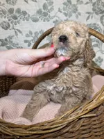 Maple, a female Goldendoodle for sale in Gilbert, AZ – 4 of 10