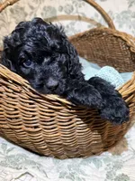 Cade, a male Goldendoodle for sale in Gilbert, AZ – 3 of 10