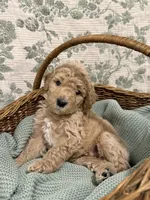 Milo, a male Goldendoodle for sale in Gilbert, AZ – 2 of 8
