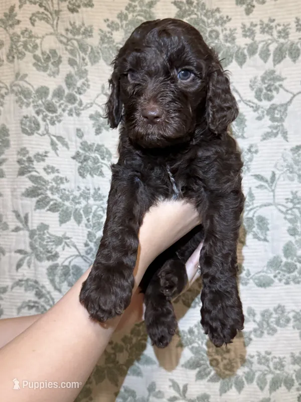 Bear – Goldendoodle puppy for sale in Gilbert, AZ