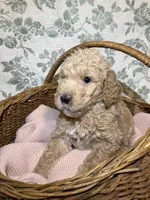 Maple, a female Goldendoodle for sale in Gilbert, AZ – 7 of 10