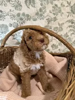 Daphne, a female Goldendoodle for sale in Gilbert, AZ – 7 of 10
