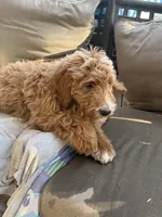 Max, a male Goldendoodle for sale in Gilbert, AZ – 6 of 6
