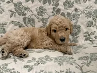 Milo, a male Goldendoodle for sale in Gilbert, AZ – 3 of 8