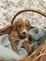 Max, a male Goldendoodle for sale in Gilbert, AZ – 5 of 10