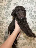 Moose, a male Goldendoodle for sale in Gilbert, AZ – 6 of 10