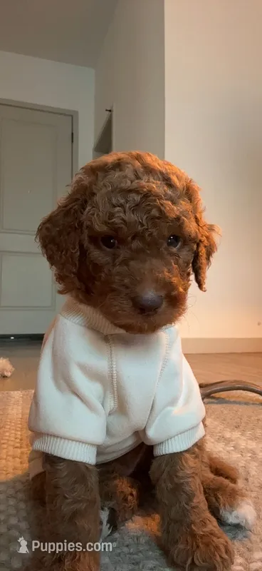 Tank – Goldendoodle puppy for sale in Gilbert, AZ