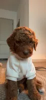 Tank, a male Goldendoodle for sale in Gilbert, AZ – 1 of 9