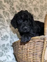 Cade, a male Goldendoodle for sale in Gilbert, AZ – 10 of 10
