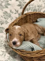 Max, a male Goldendoodle for sale in Gilbert, AZ – 10 of 10