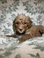 Daphne, a female Goldendoodle for sale in Gilbert, AZ – 6 of 10