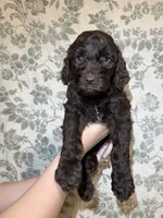 Bear, a male Goldendoodle for sale in Gilbert, AZ – 7 of 10