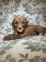 Daphne, a female Goldendoodle for sale in Gilbert, AZ – 2 of 10