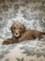 Daphne, a female Goldendoodle for sale in Gilbert, AZ – 4 of 10
