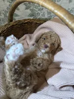 Daphne, a female Goldendoodle for sale in Gilbert, AZ – 10 of 10