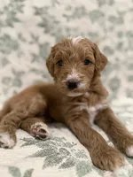 Max, a male Goldendoodle for sale in Gilbert, AZ – 6 of 10