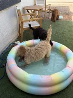 Milo , a male Goldendoodle for sale in Gilbert, AZ – 5 of 7