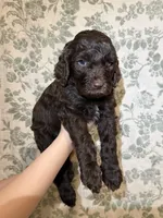 Bear, a male Goldendoodle for sale in Gilbert, AZ – 8 of 10