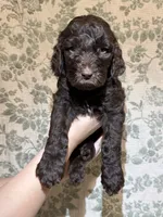 Bear, a male Goldendoodle for sale in Gilbert, AZ – 6 of 10