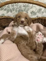 Marnie, a female Goldendoodle for sale in Gilbert, AZ – 9 of 10