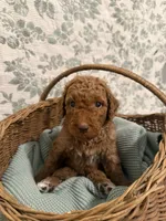 Tank, a male Goldendoodle for sale in Gilbert, AZ – 3 of 10