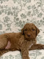 Tank, a male Goldendoodle for sale in Gilbert, AZ – 5 of 10